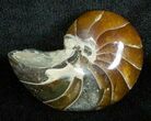 Inch Nautilus fossil from Madagascar #3695-1